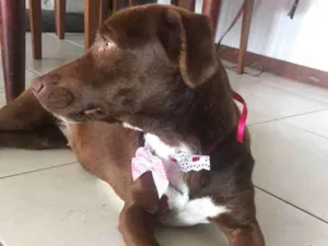 Cachorro raça vira lata idade 1 ano nome mel