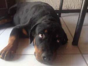 Cachorro raça Rottweiler idade 2 a 6 meses nome Zeus