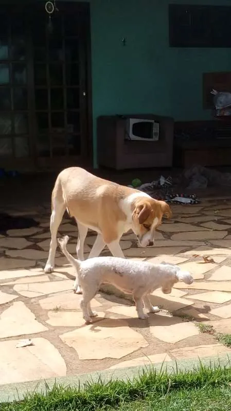 Cachorro ra a Vira Lata idade 7 a 11 meses nome Juca