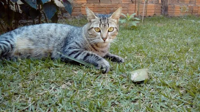 Gato ra a SRD idade 1 ano nome -