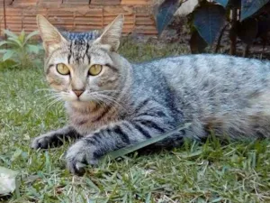 Gato raça SRD idade 1 ano nome -