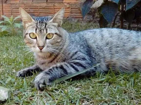 Gato ra a SRD idade 1 ano nome -