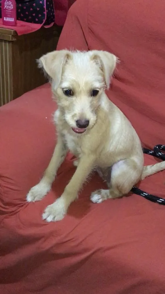 Cachorro ra a  idade 2 a 6 meses nome Mel