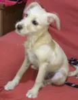 Mel