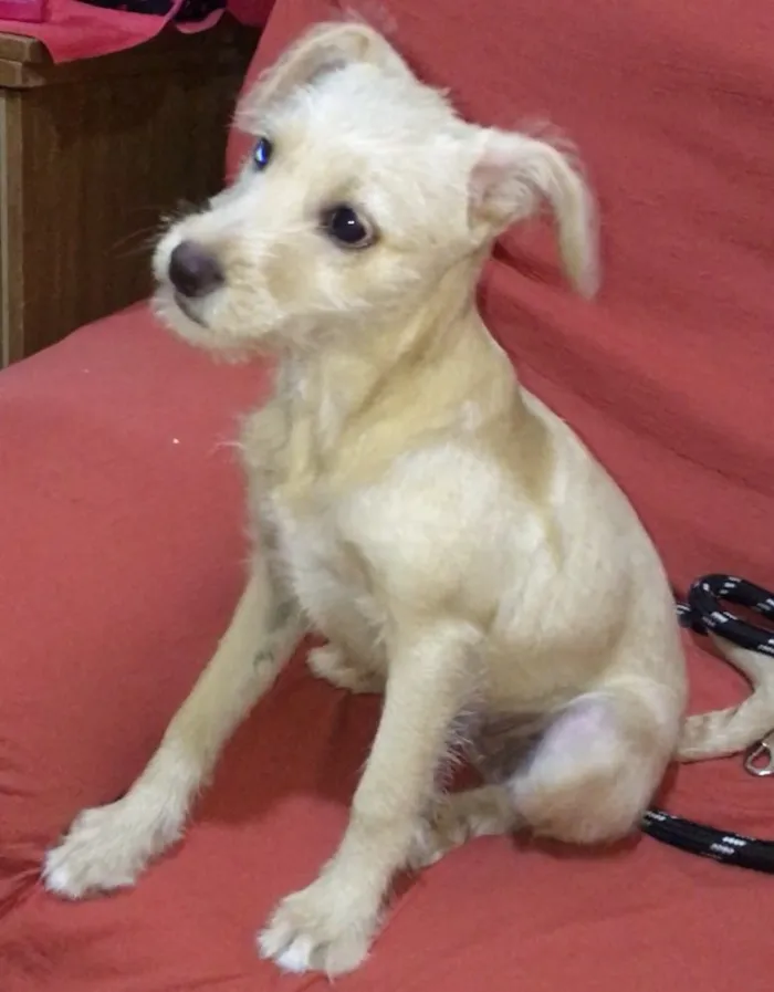 Cachorro ra a  idade 2 a 6 meses nome Mel