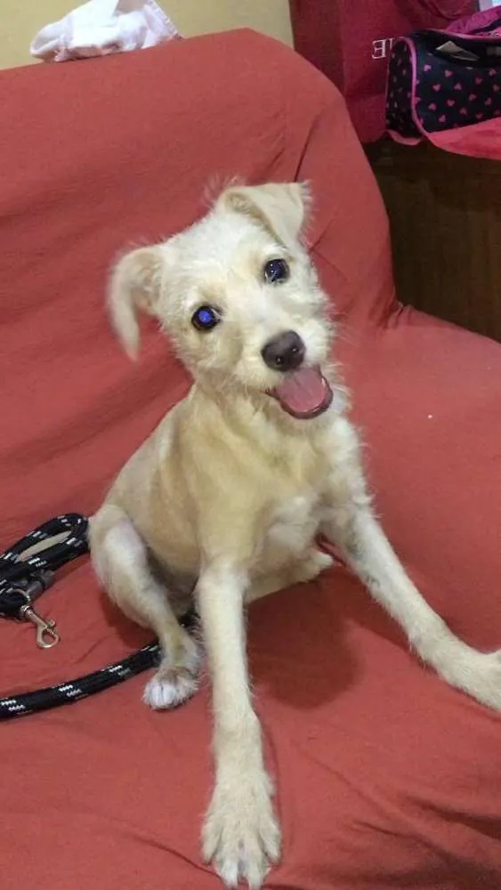 Cachorro ra a  idade 2 a 6 meses nome Mel