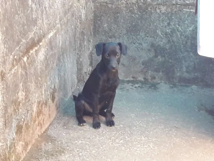 Cachorro ra a Indefinida idade 2 a 6 meses nome Sem nome