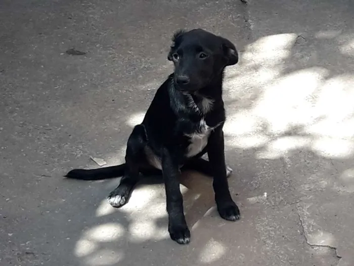 Cachorro ra a Indefinida idade 2 a 6 meses nome Sem nome