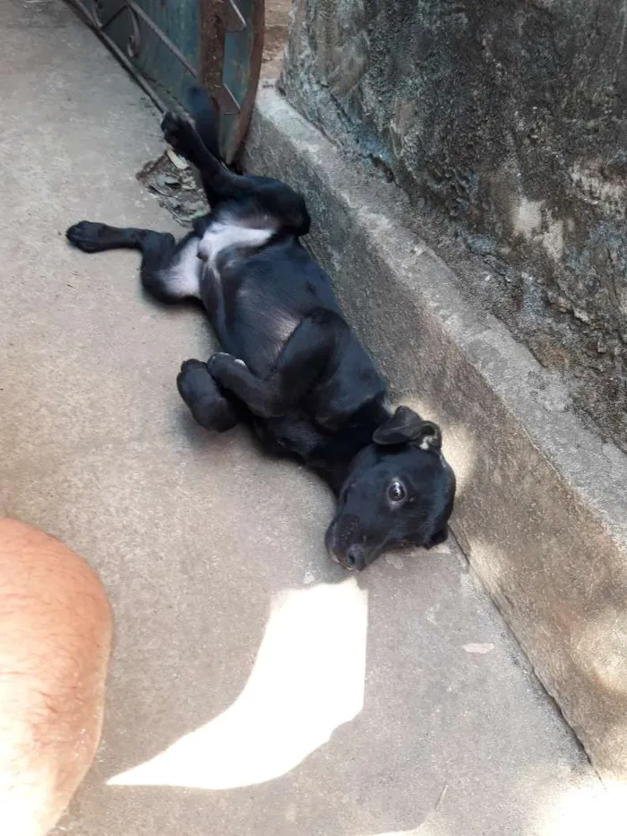Cachorro ra a Indefinida idade 2 a 6 meses nome Sem nome