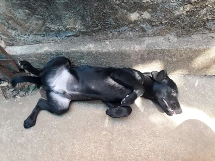 Cachorro ra a Indefinida idade 2 a 6 meses nome Sem nome