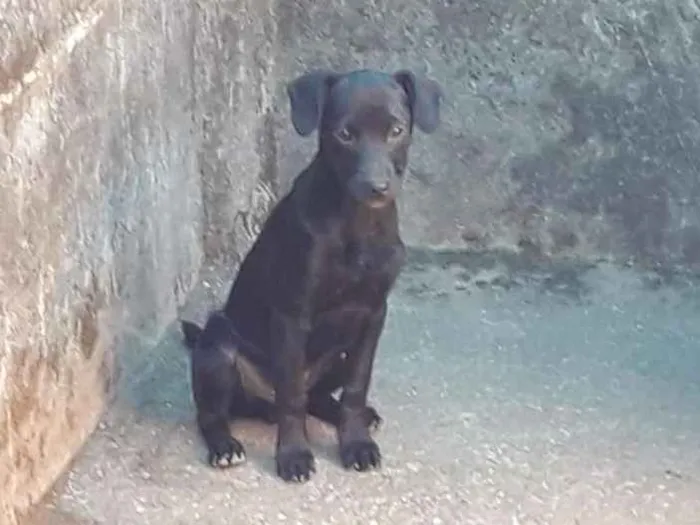 Cachorro ra a Indefinida idade 2 a 6 meses nome Sem nome