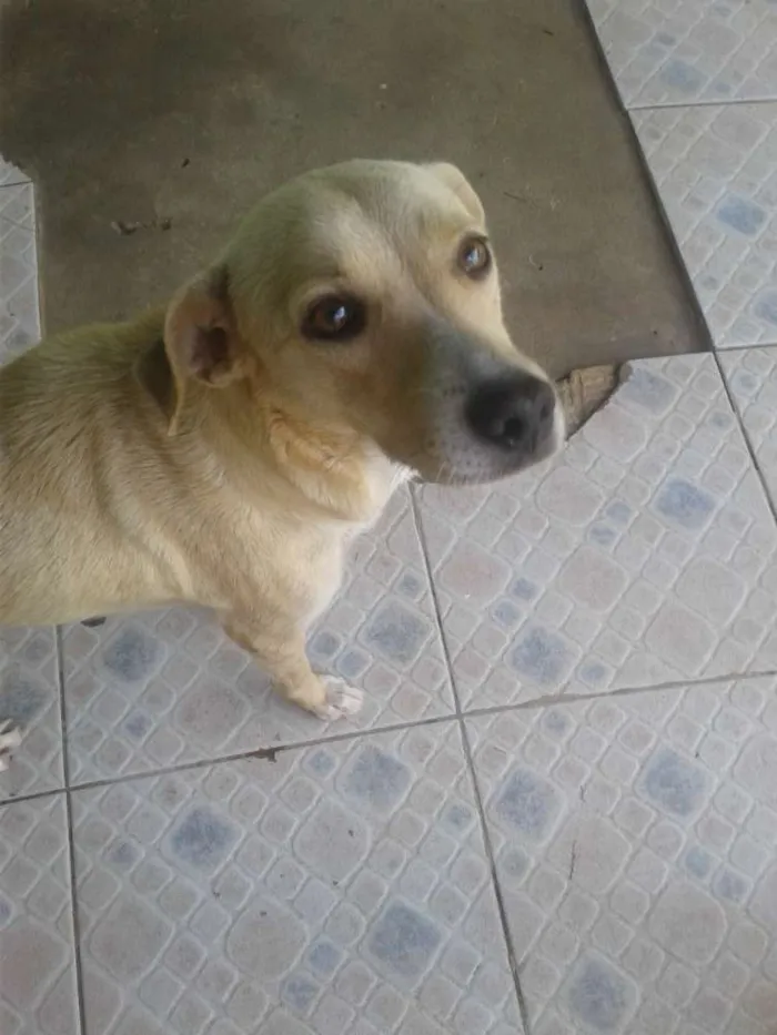 Cachorro ra a Viralata idade 5 anos nome Dana