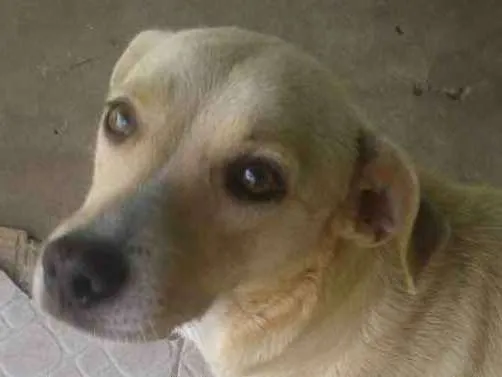 Cachorro ra a Viralata idade 5 anos nome Dana