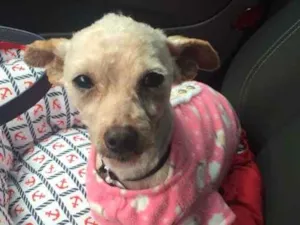 Cachorro raça poodle idade 6 ou mais anos nome shiny