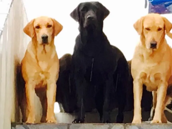 Cachorro ra a Labrador  idade 2 anos nome Lola e Inácio 