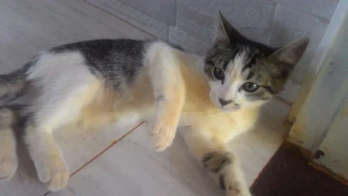 Gato ra a SRD idade 2 a 6 meses nome Sem nome