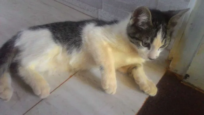Gato ra a SRD idade 2 a 6 meses nome Sem nome