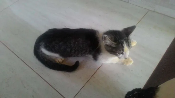 Gato ra a SRD idade 2 a 6 meses nome Sem nome