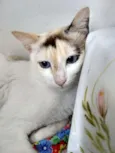 Linda Gata castrada!