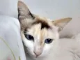 Linda Gata castrada!