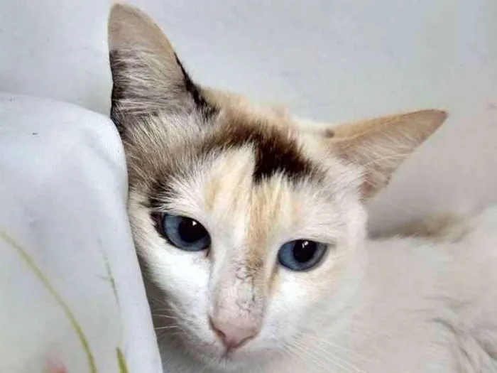 Gato ra a SRD idade 1 ano nome Linda Gata castrada!