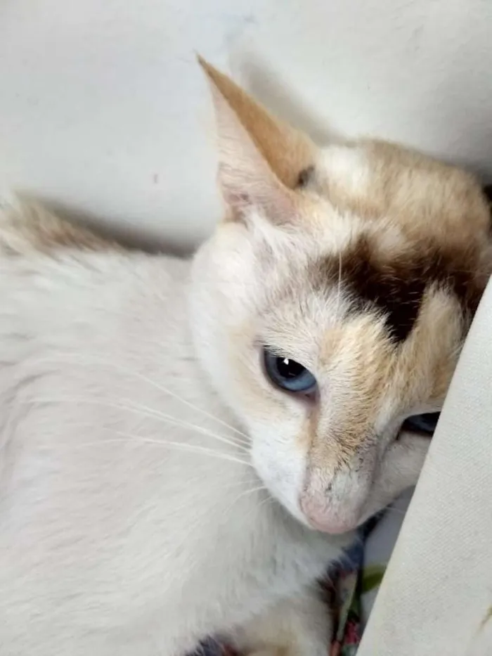 Gato ra a SRD idade 1 ano nome Linda Gata castrada!