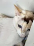 Linda Gata castrada!
