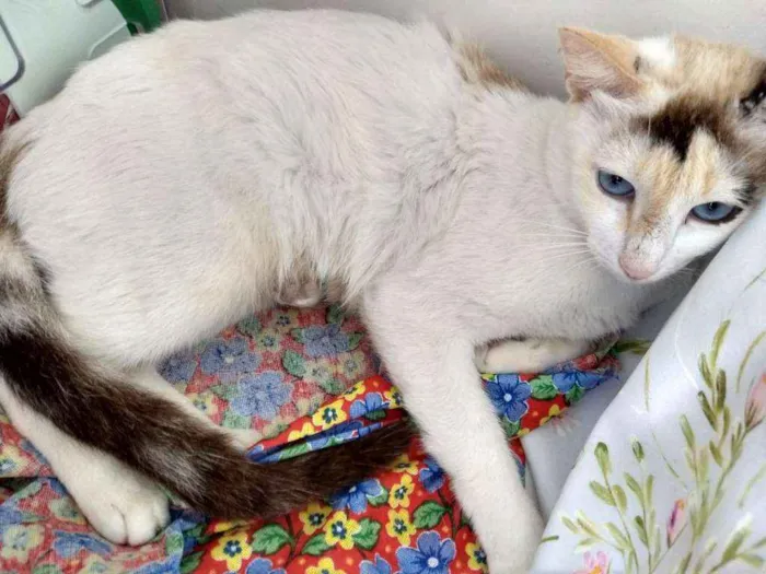 Gato ra a SRD idade 1 ano nome Linda Gata castrada!