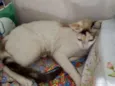 Linda Gata castrada!