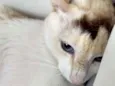 Linda Gata castrada!