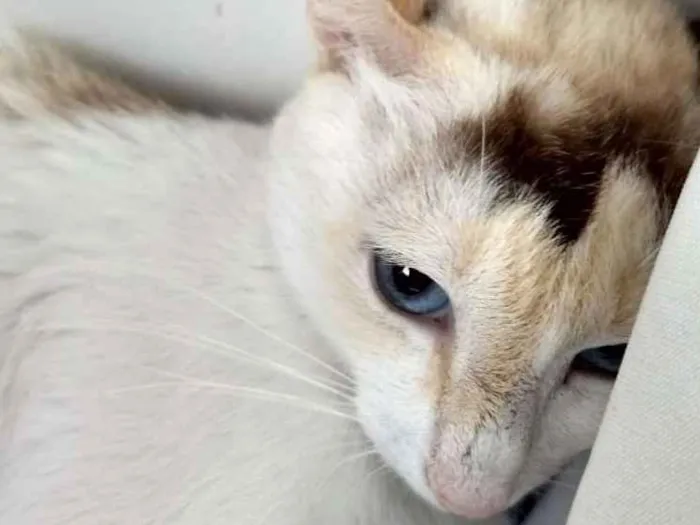 Gato ra a SRD idade 1 ano nome Linda Gata castrada!