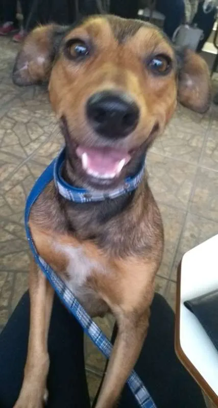 Cachorro ra a srd idade 2 anos nome Bhia