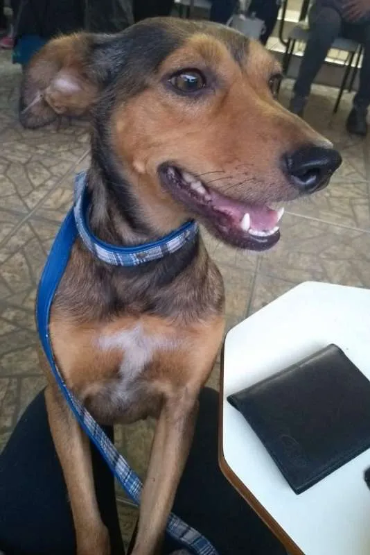 Cachorro ra a srd idade 2 anos nome Bhia
