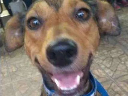 Cachorro ra a srd idade 2 anos nome Bhia