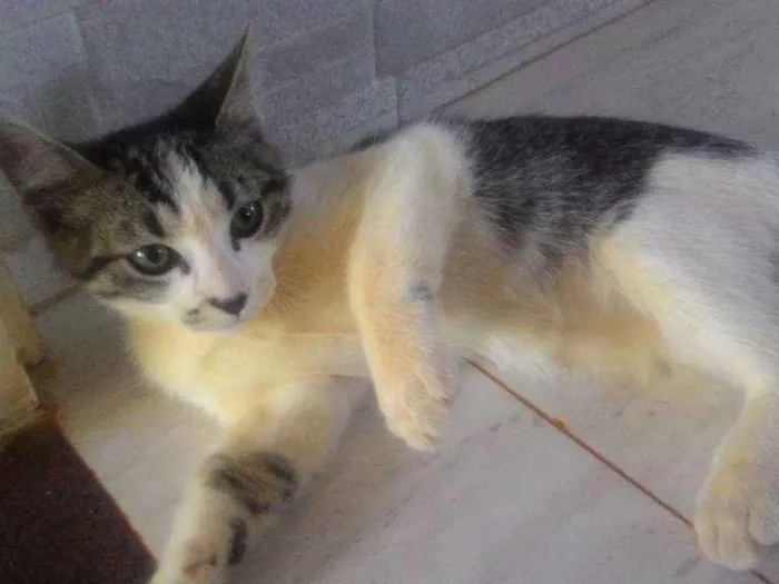 Gato ra a SRD idade 2 a 6 meses nome Sem nome
