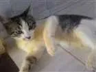 Gato raça SRD idade 2 a 6 meses nome Sem nome
