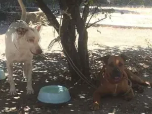 Cachorro raça bumastife e vira lata  idade 4 anos nome ema e pirulito GRATIFICA