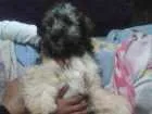 Cachorro raça Poodle com bijon de friser e c idade 2 a 6 meses nome Maria marrenta e Sco