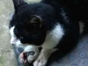Gato raça  idade  nome Gatinho