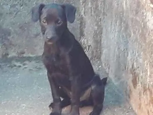 Cachorro ra a Indefinida idade 2 a 6 meses nome Sem nome