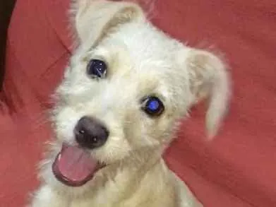 Cachorro ra a  idade 2 a 6 meses nome Mel