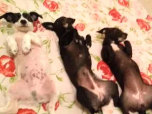 Cachorro raça RND idade 2 a 6 meses nome LUA