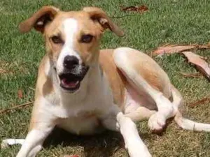 Cachorro raça Vira Lata idade 7 a 11 meses nome Juca