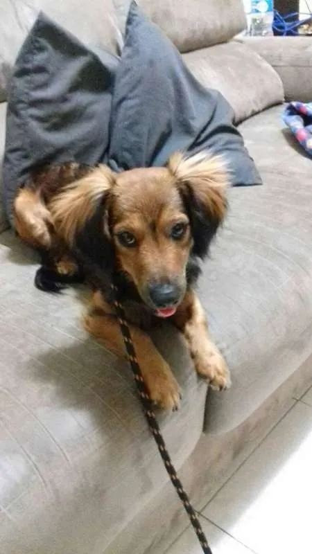 Cachorro ra a SRD idade 2 anos nome Chiara