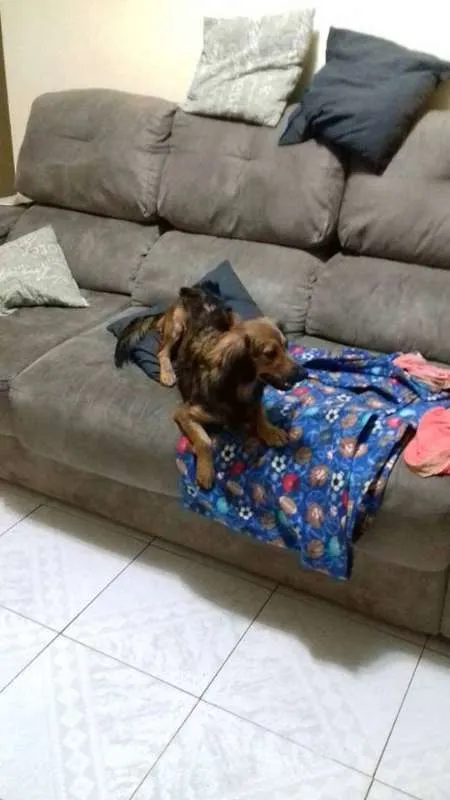 Cachorro ra a SRD idade 2 anos nome Chiara