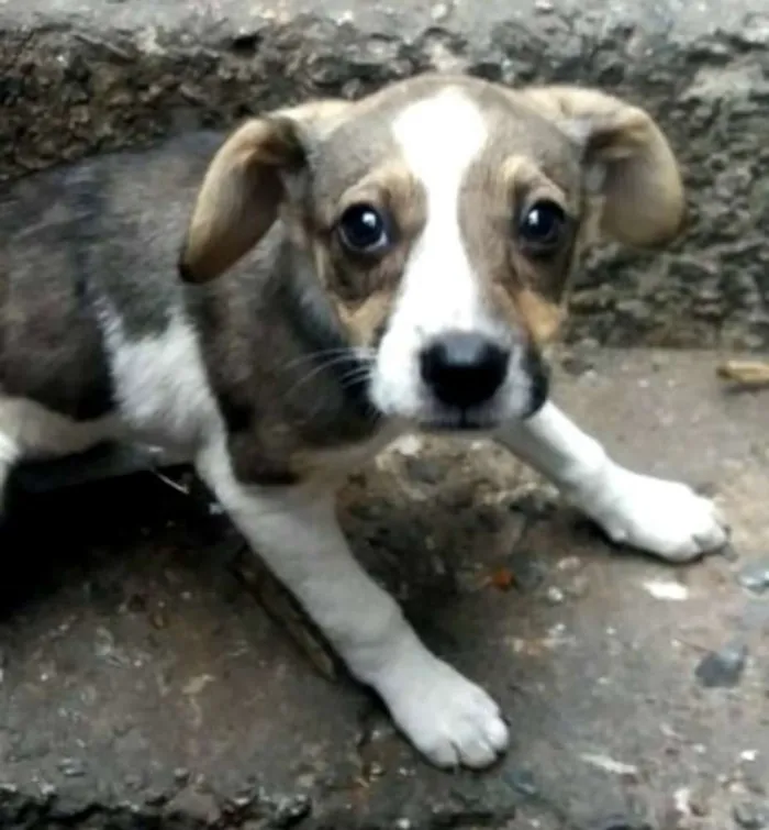 Cachorro ra a Sem raça definida idade 2 a 6 meses nome Filhotes Fêmeas