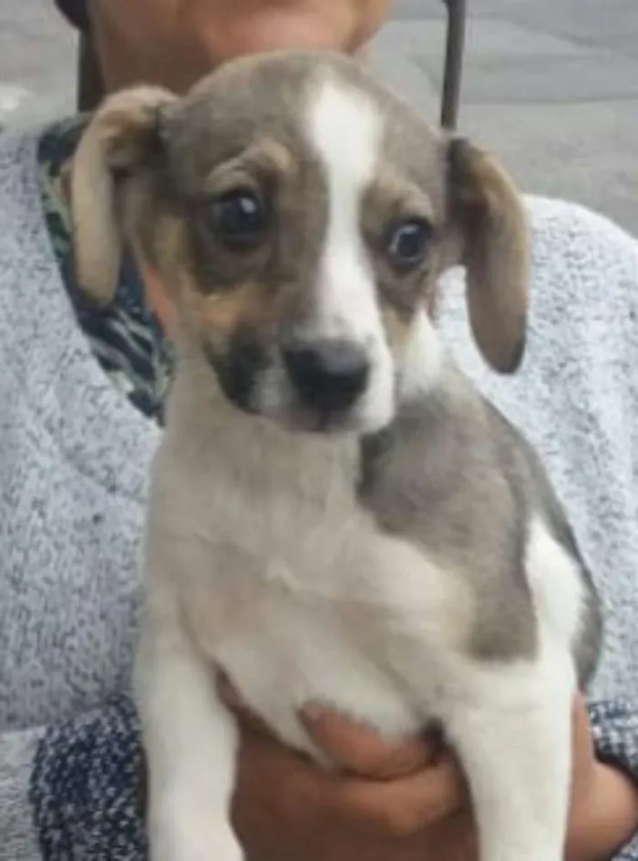 Cachorro ra a Sem raça definida idade 2 a 6 meses nome Filhotes Fêmeas