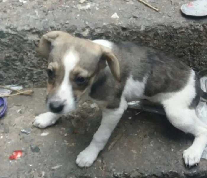 Cachorro ra a Sem raça definida idade 2 a 6 meses nome Filhotes Fêmeas