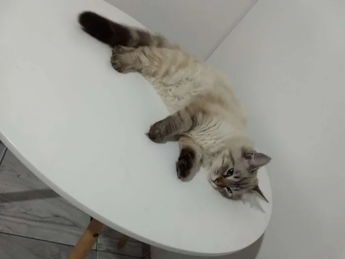 Gato ra a SRD idade 7 a 11 meses nome Francisco
