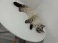 Francisco